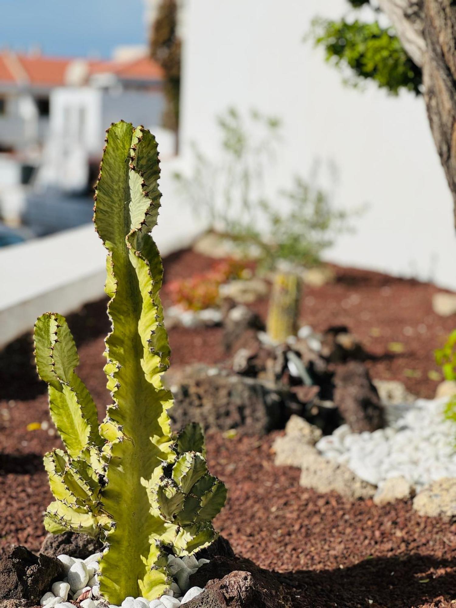 Garden City Private Apartment Costa Adeje Playa Feñabe Eksteriør bilde