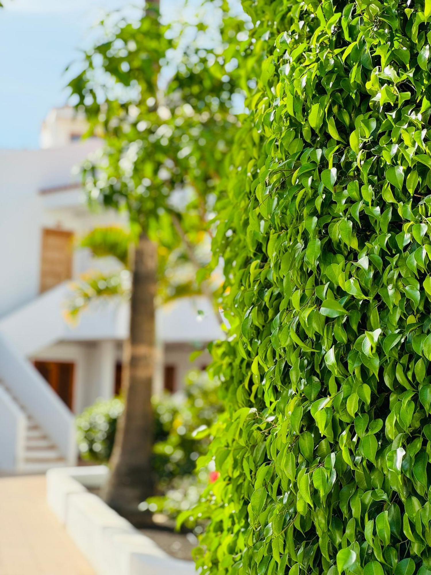 Garden City Private Apartment Costa Adeje Playa Feñabe Eksteriør bilde